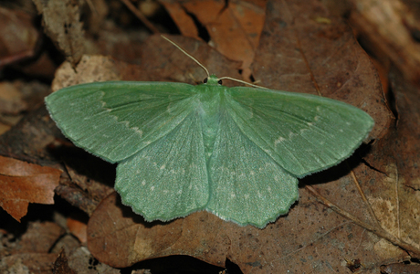 Grünes Blatt (Geometra papilionaria) - © Leo Kuzmits